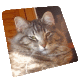 vom Britzer Katzenstübchen